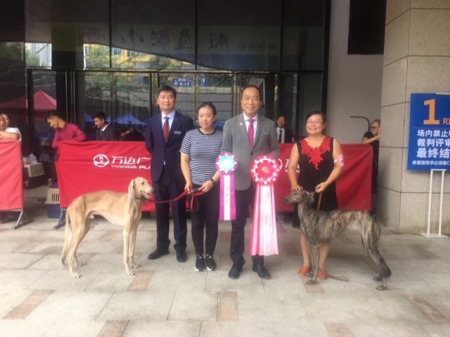 CKU首届中国原生犬 — 陕西细犬单独展完美落幕！-5.jpeg
