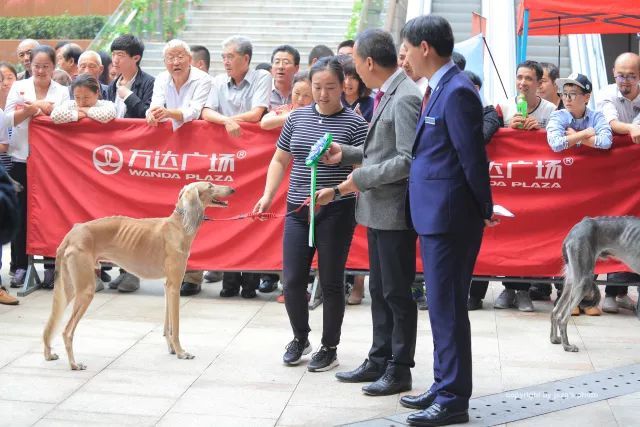 CKU首届中国原生犬 — 陕西细犬单独展完美落幕！-4.jpeg