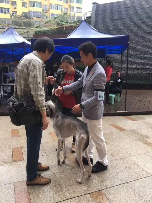 CKU首届中国原生犬 — 陕西细犬单独展完美落幕！-7.jpeg