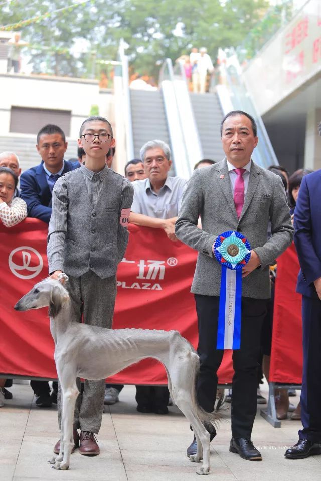 CKU首届中国原生犬 — 陕西细犬单独展完美落幕！-10.jpeg