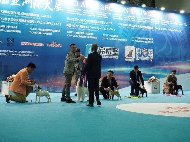 亚洲杯拉开序幕，我想发100张照片！-33.jpeg
