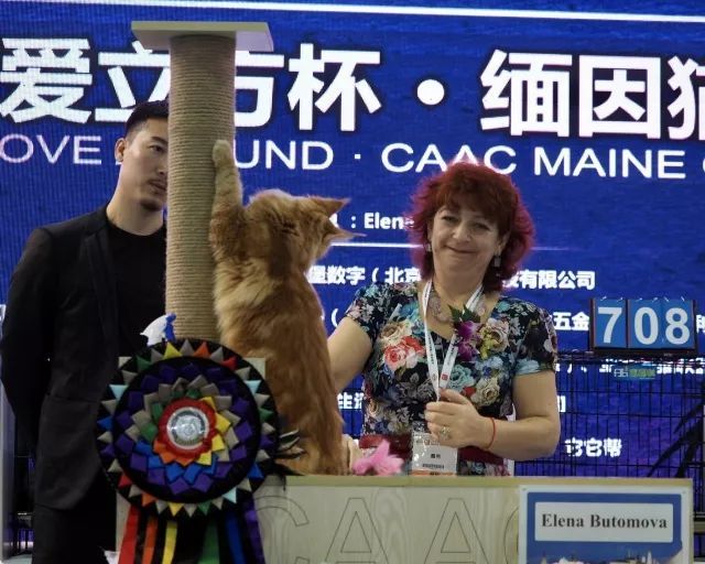 CAAC成立缅因猫俱乐部，海量猫片儿放送！-12.jpeg