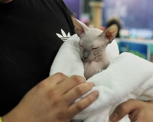 CAAC成立缅因猫俱乐部，海量猫片儿放送！-19.jpeg