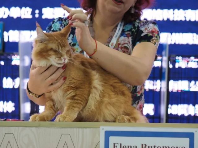 CAAC成立缅因猫俱乐部，海量猫片儿放送！-17.jpeg