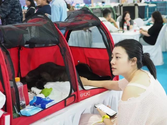 CAAC成立缅因猫俱乐部，海量猫片儿放送！-21.jpeg