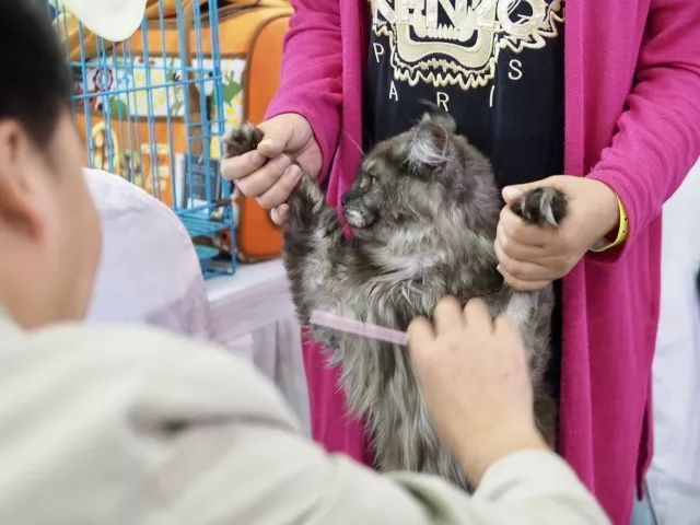 CAAC成立缅因猫俱乐部，海量猫片儿放送！-20.jpeg