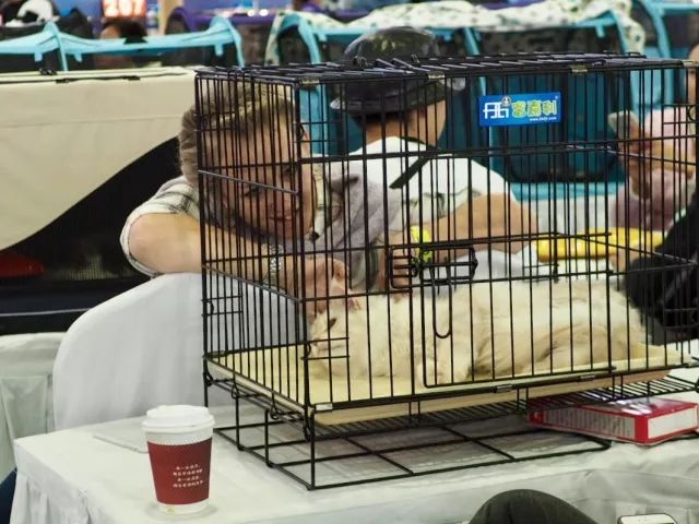 CAAC成立缅因猫俱乐部，海量猫片儿放送！-22.jpeg