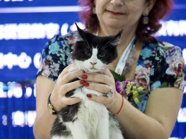 CAAC成立缅因猫俱乐部，猫片儿放送！-11.jpeg