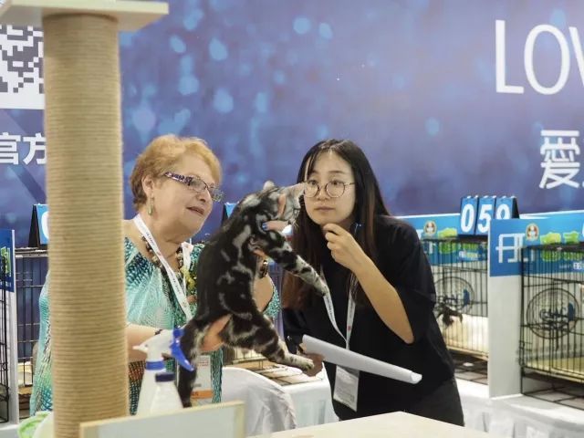 CAAC成立缅因猫俱乐部，猫片儿放送！-16.jpeg