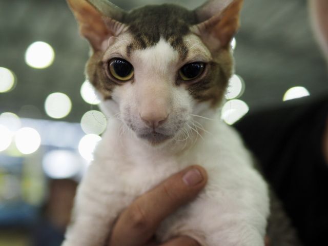 CAAC成立缅因猫俱乐部，猫片儿放送！-18.jpeg