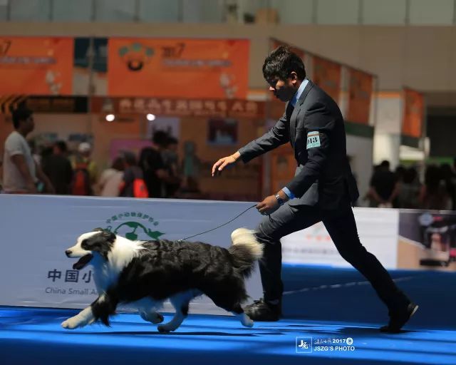 揭秘亚洲杯冠军犬 | 王开泰： 让世界看到中国牵犬师的风采-4.jpeg