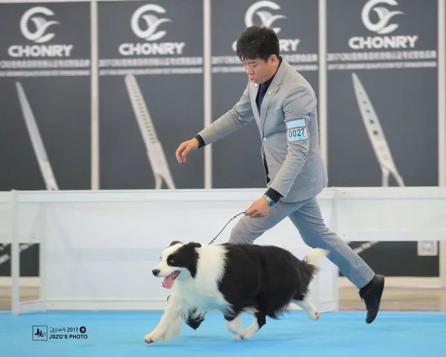 揭秘亚洲杯冠军犬 | 王开泰： 让世界看到中国牵犬师的风采-3.jpeg