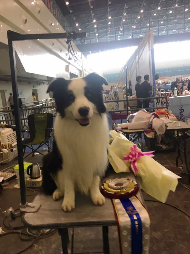 揭秘亚洲杯冠军犬 | 王开泰： 让世界看到中国牵犬师的风采-2.jpeg