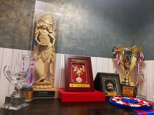 揭秘亚洲杯冠军犬 | 王开泰： 让世界看到中国牵犬师的风采-5.jpeg