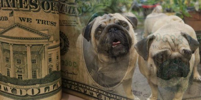 犬舍的三种赚钱方式，你支持哪个？-1.jpeg