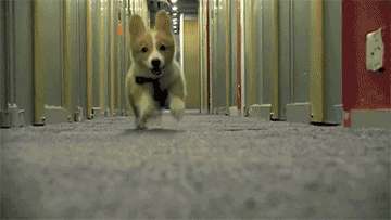 回顾 | 我的爸爸是个繁殖者-2.gif