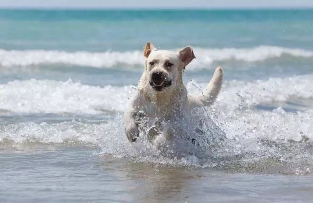 揭秘亚洲杯冠军犬 | 雅族犬舍：坚守品质，在国际舞台上如明星般闪耀-2.jpeg