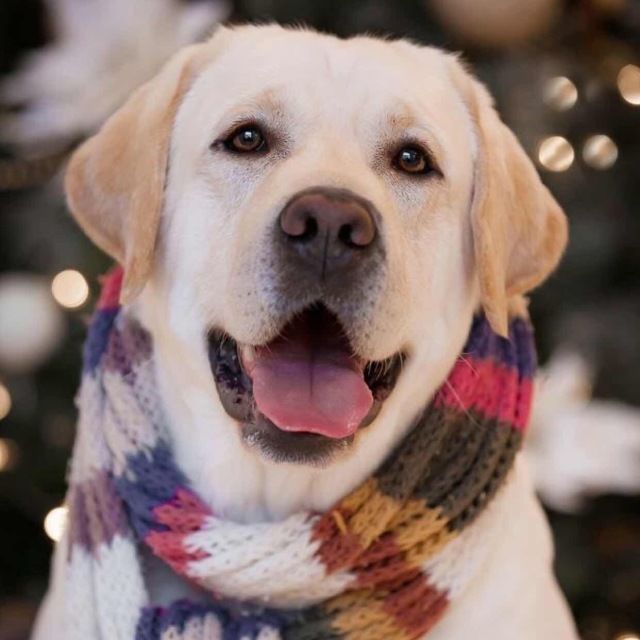 揭秘亚洲杯冠军犬 | 雅族犬舍：坚守品质，在国际舞台上如明星般闪耀-5.jpeg