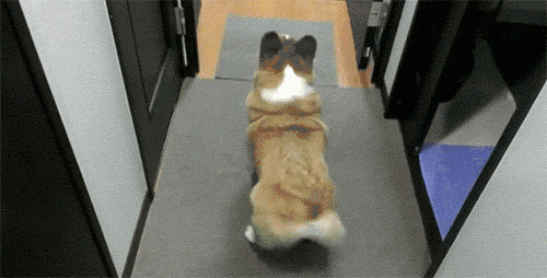 回顾 | 审查员告诉你，种公这样选就对了。-5.gif