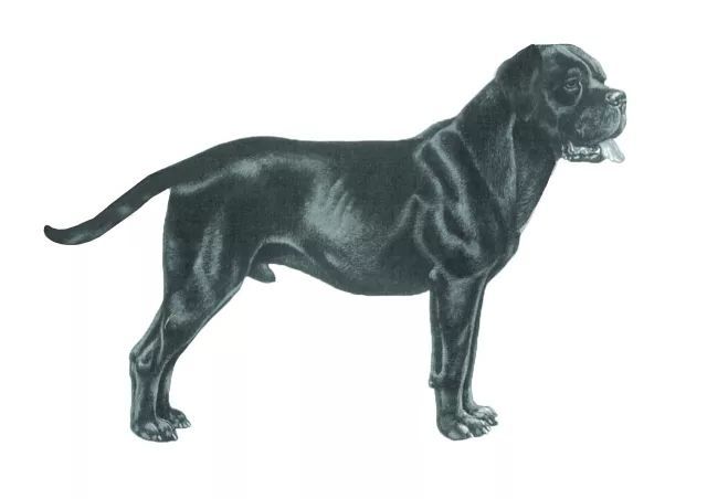 重新认识真正的意大利卡斯罗犬-1.jpeg