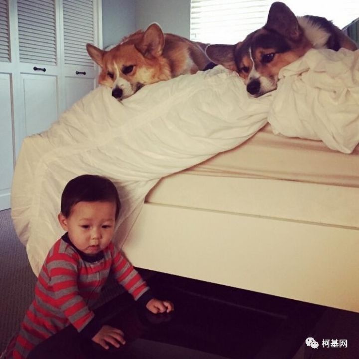 家里有小孩和柯基，我们是一家人-32.jpeg