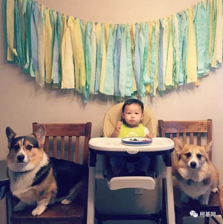 家里有小孩和柯基，我们是一家人-38.jpeg