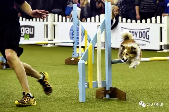 世界最大犬展--FCI 2017 WORLD DOG SHOW即将拉开战幕！-12.jpeg