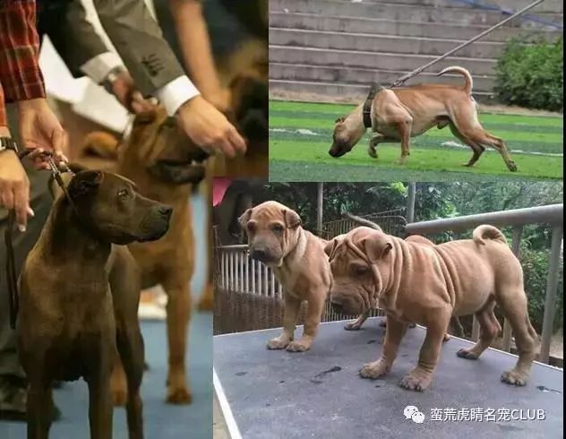 沙皮狗的前生今世-1.jpeg