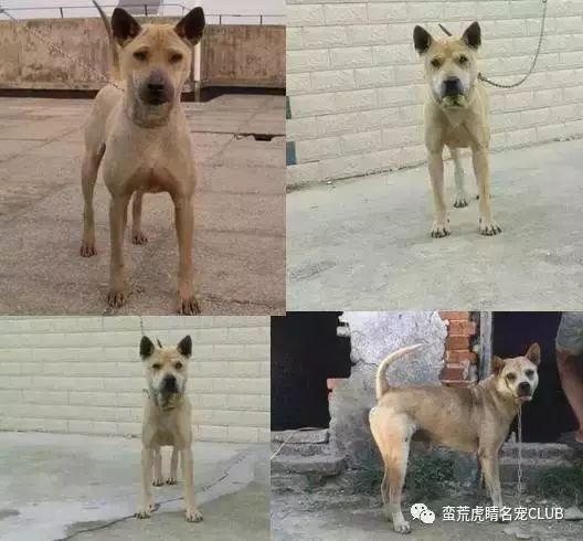 沙皮狗的前生今世-4.jpeg
