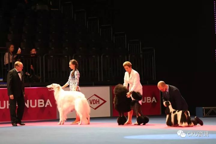 2017世界杯犬展全场总冠军诞生！-2.jpeg