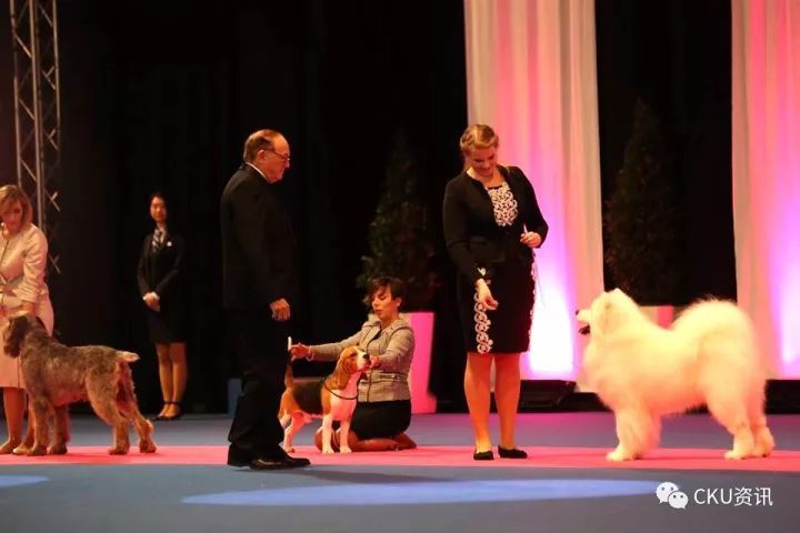 2017世界杯犬展全场总冠军诞生！-4.jpeg