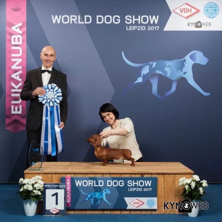 2017世界杯犬展全场总冠军诞生！-10.jpeg