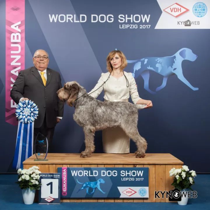 2017世界杯犬展全场总冠军诞生！-12.jpeg
