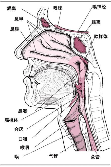 引发呼吸困难的软腭过长症，你的法斗有这问题吗？-2.jpeg