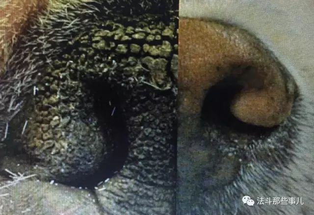 引发呼吸困难的软腭过长症，你的法斗有这问题吗？-4.jpeg