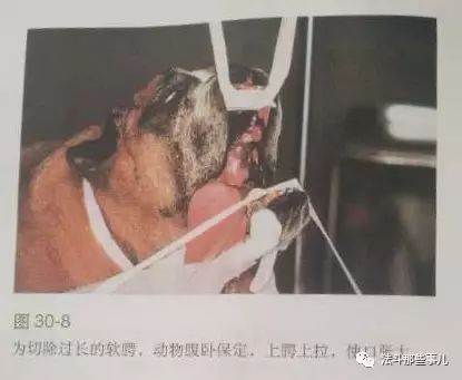引发呼吸困难的软腭过长症，你的法斗有这问题吗？-6.jpeg