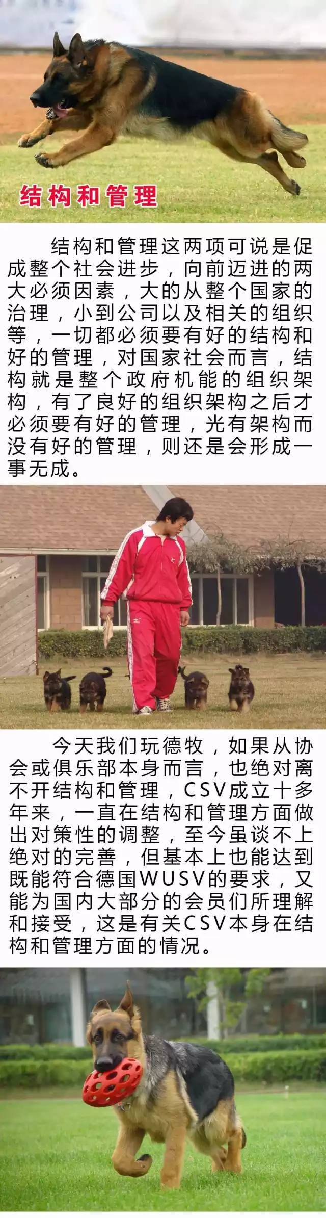 CSV德牧 | 结构和管理-2.jpeg