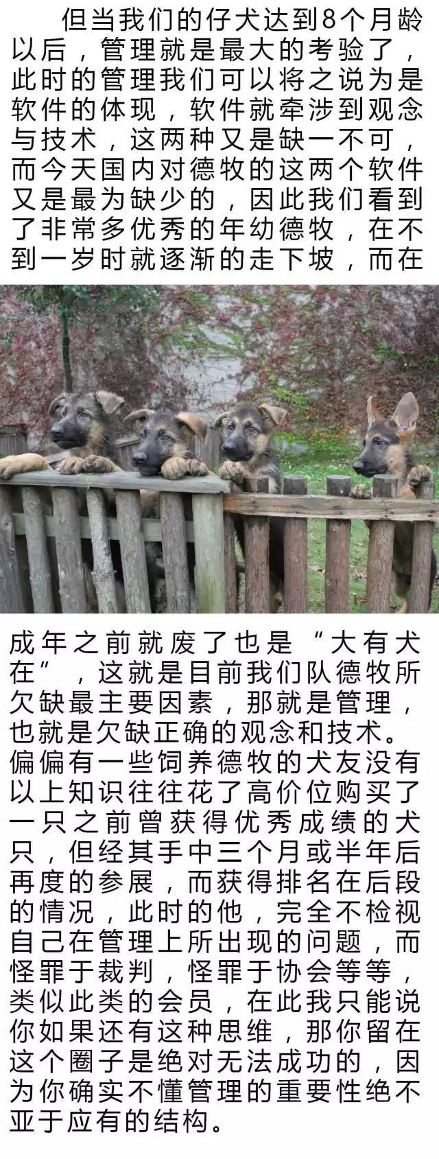 CSV德牧 | 结构和管理-4.jpeg