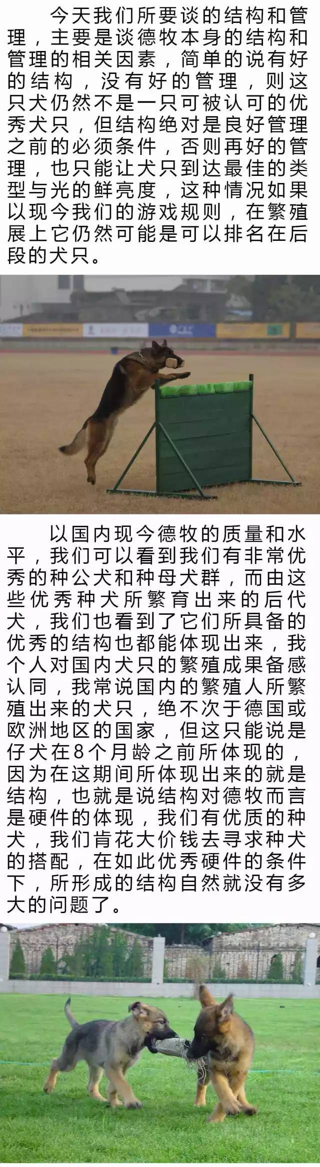 CSV德牧 | 结构和管理-3.jpeg