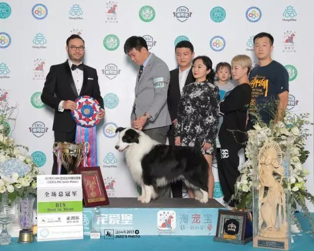 2017边牧排行一靓照欣赏-2.jpeg