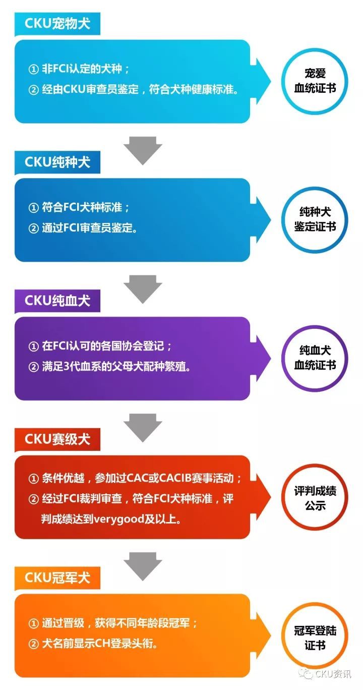 通知 | 关于CKU犬只证书等级的说明-2.jpeg