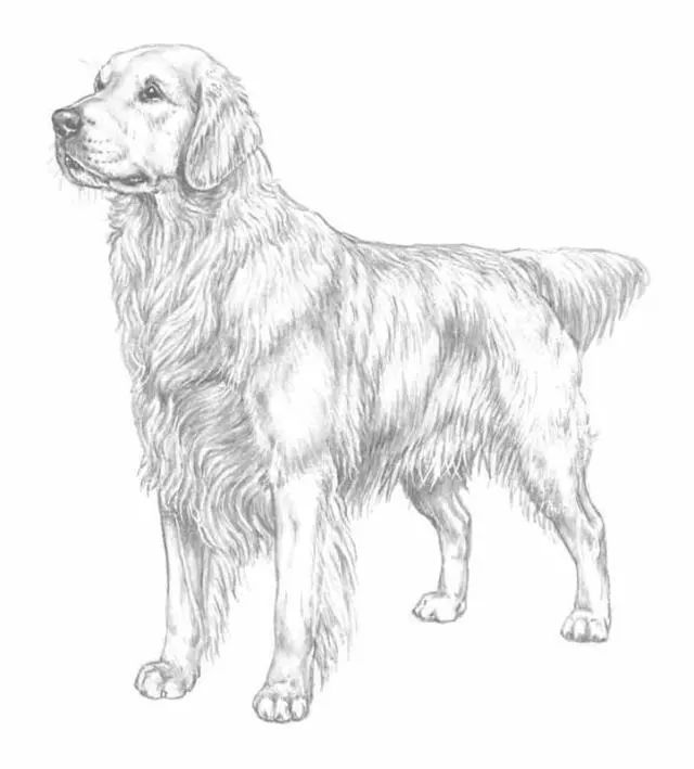 纯种金毛寻回犬有什么特征？-1.jpeg