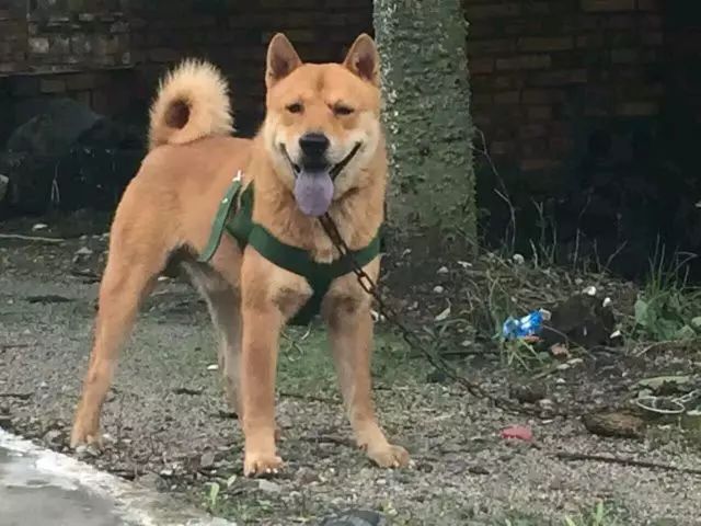 回顾 | 中华田园犬为什么不是个犬种？-1.jpeg
