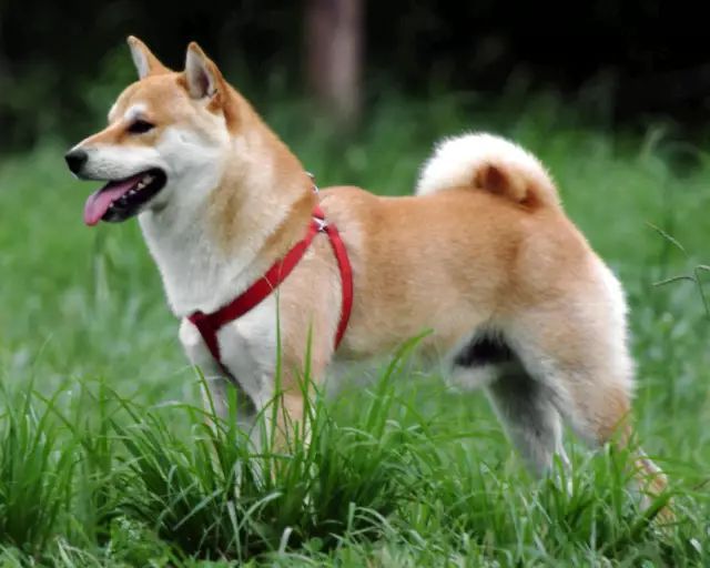 回顾 | 中华田园犬为什么不是个犬种？-2.jpeg