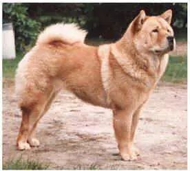 回顾 | 中华田园犬为什么不是个犬种？-8.jpeg