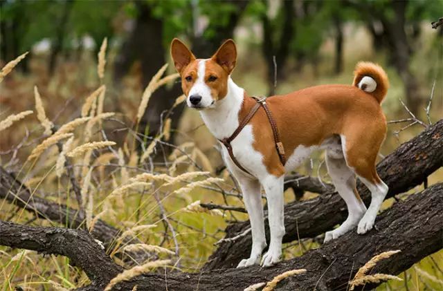回顾 | 中华田园犬为什么不是个犬种？-9.jpeg