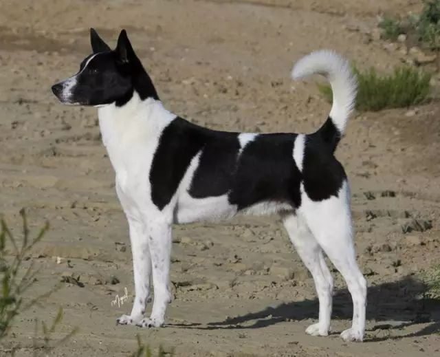 回顾 | 中华田园犬为什么不是个犬种？-7.jpeg