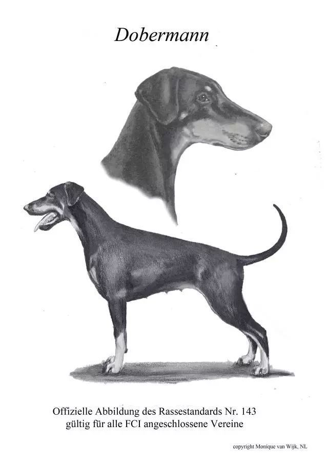纯种杜宾犬长什么样？ | 国际最新标准-1.jpeg