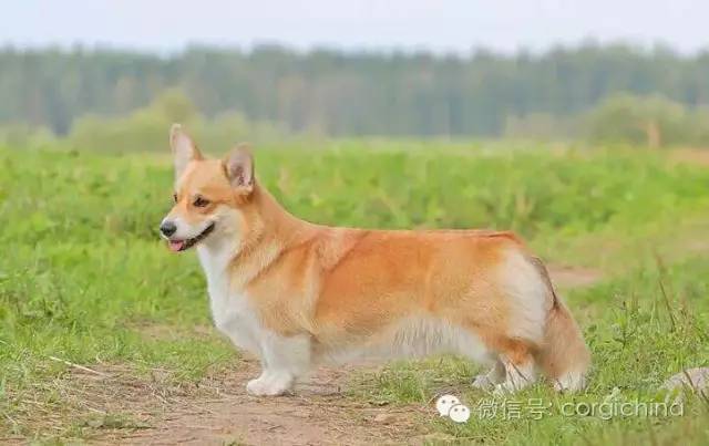 柯基的畸形追求——三通-1.jpeg