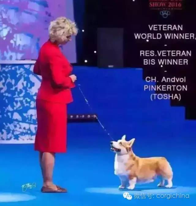 柯基的畸形追求——三通-2.jpeg